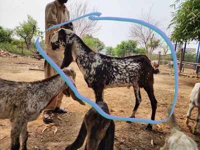 Single Bakra