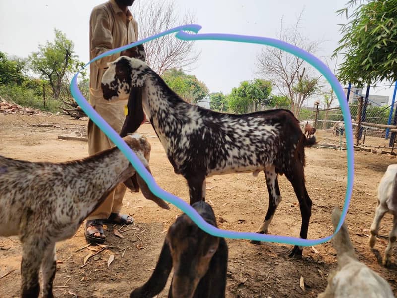 Single Bakra / 1800 per kg zinda 0