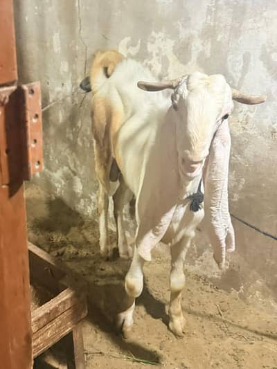 gulabi bakra best for breeding