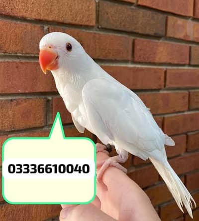 White Albino Parrot Baby 03336610040
