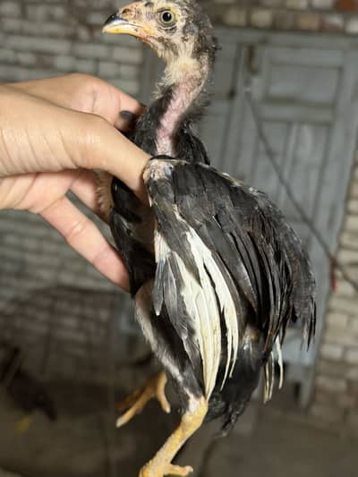 Aseel chicks + 2 female hens