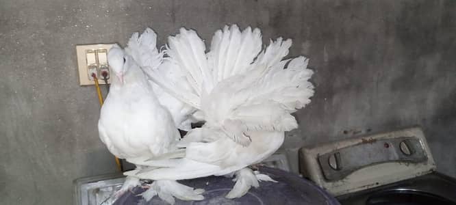 American Lucky Pegions White