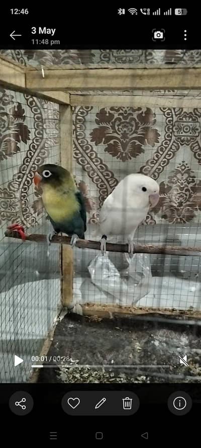 Love bird breeder pair