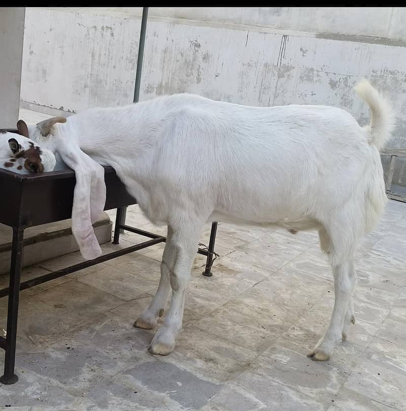 gulabi bakraa 1
