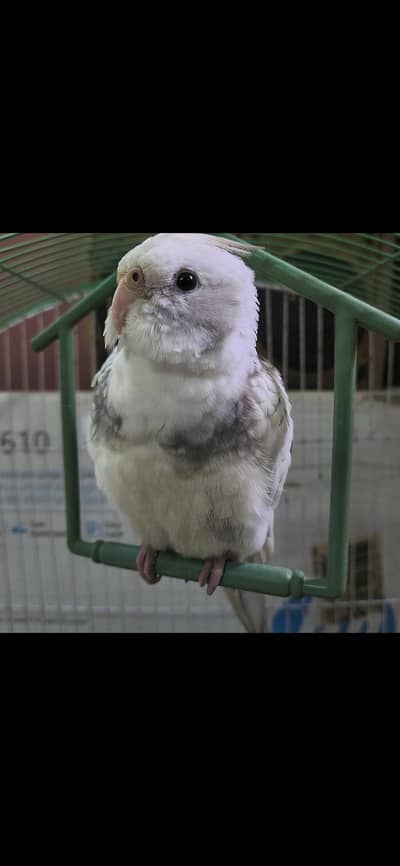 Cocktail parrot