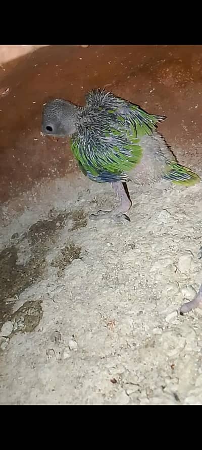 ringneck parrot