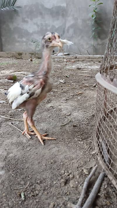 Aseel Heera Chicks
