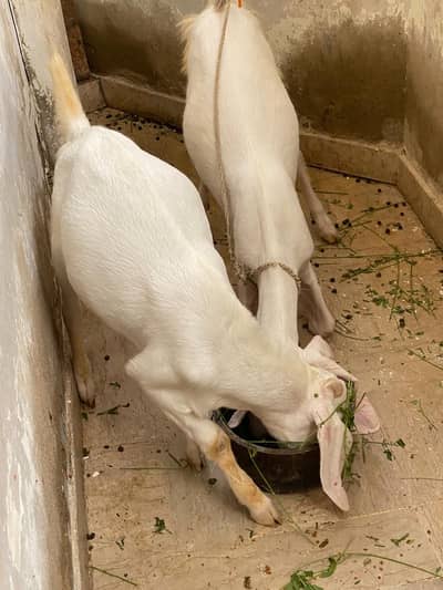 Gulabi/tapra bakra/bakri