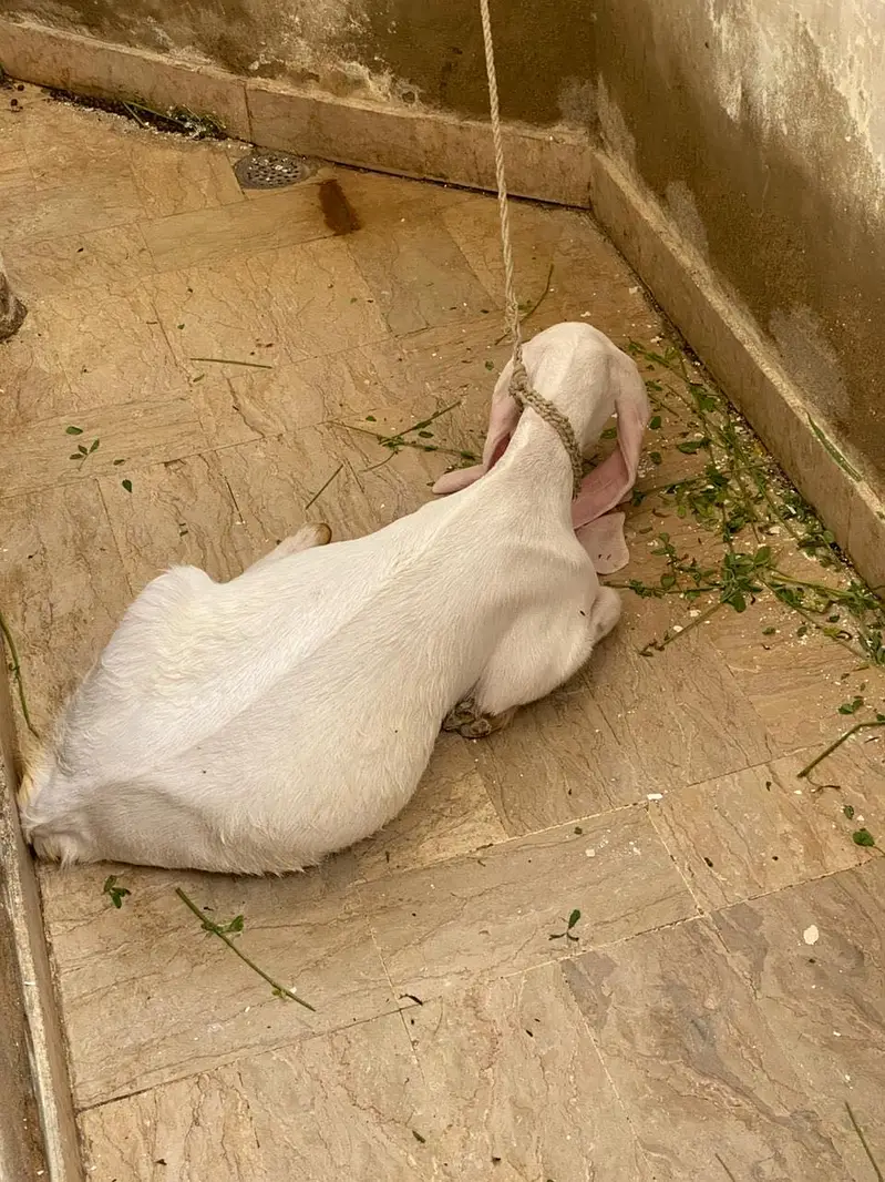 Gulabi/tapra bakra/bakri — photo 4