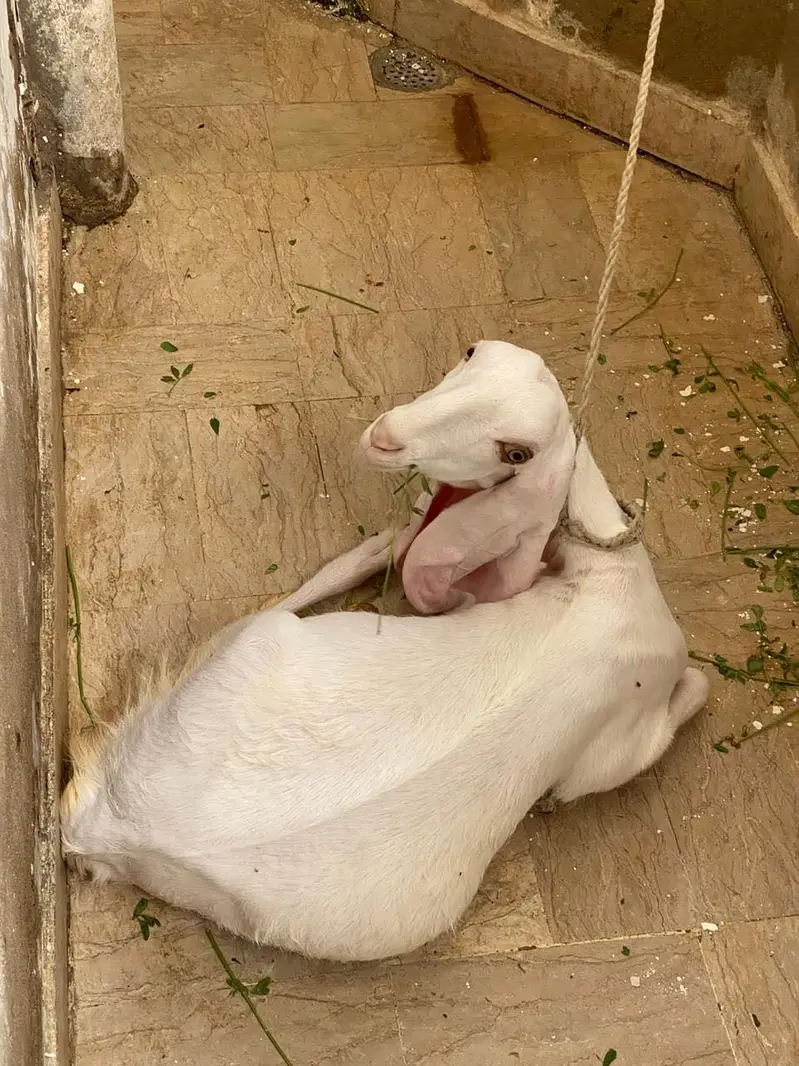 Gulabi/tapra bakra/bakri — photo 6