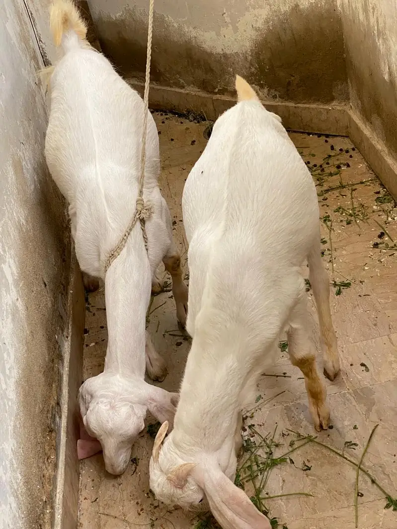 Gulabi/tapra bakra/bakri — photo 9