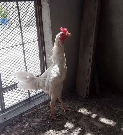 heera aseel murga hira patha  hera