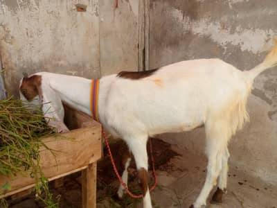 2dant Beautiful Sindhi goat healthy and active