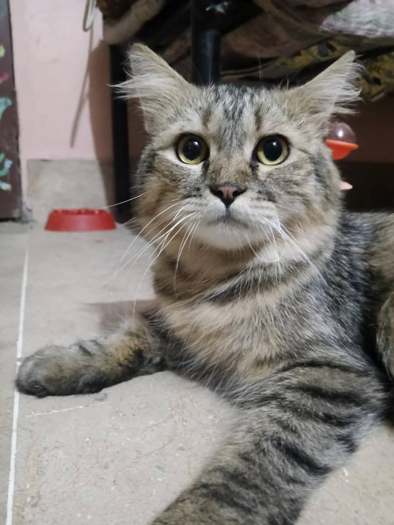 Cat Kitten 1