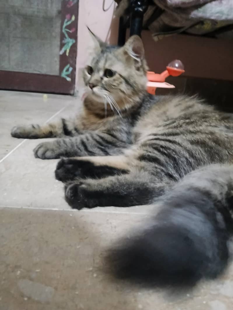 Cat Kitten 2
