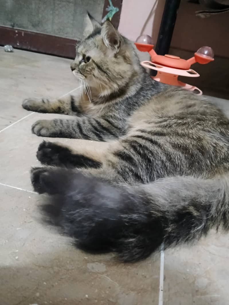 Cat Kitten 3