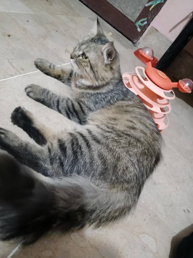 Cat Kitten 5