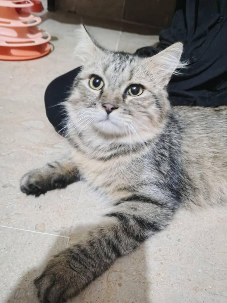 Cat Kitten 6