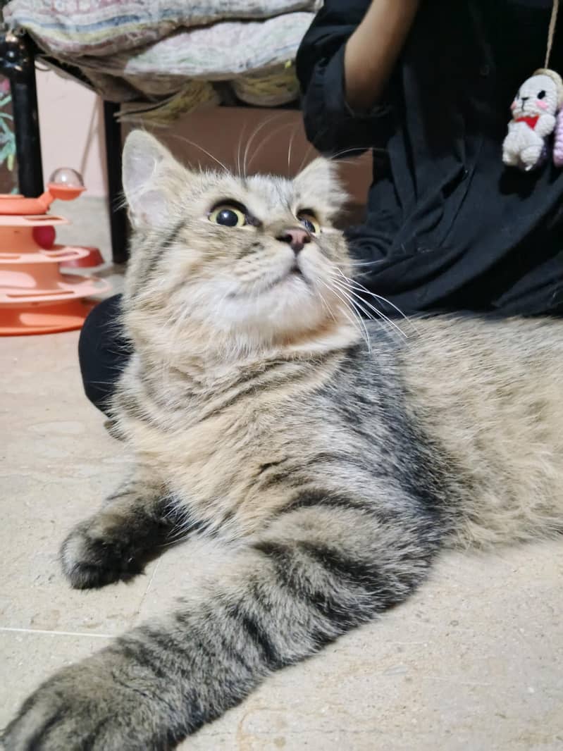 Cat Kitten 8