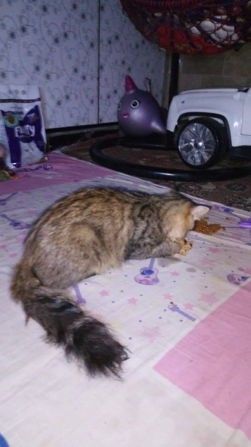 Cat Kitten 9