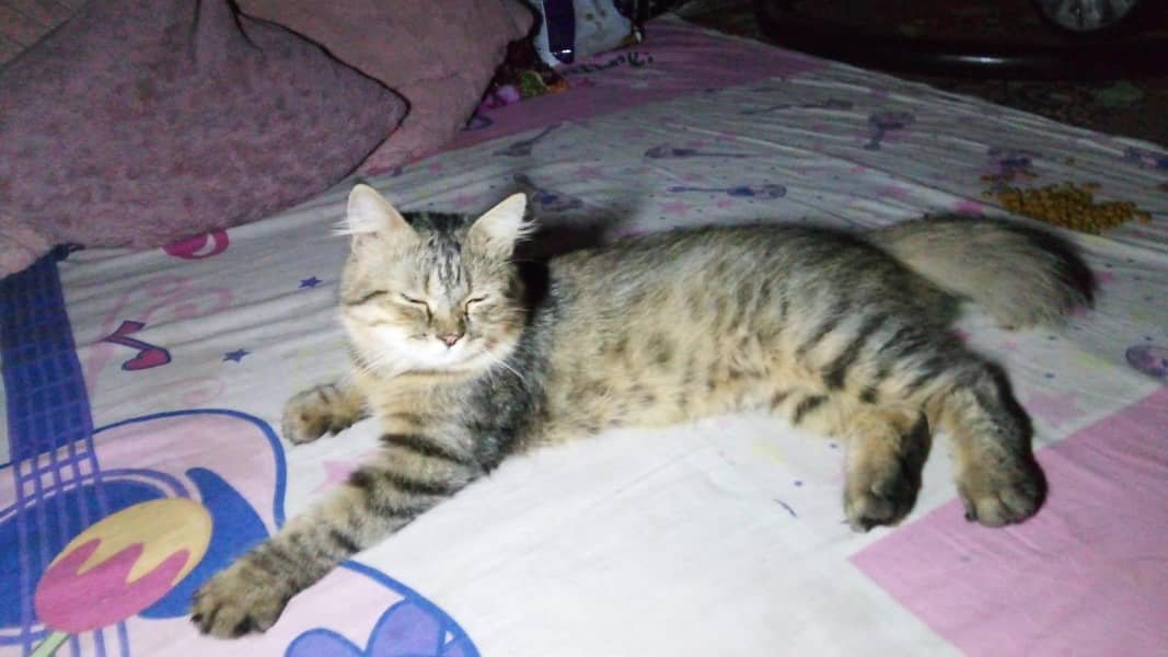 Cat Kitten 10