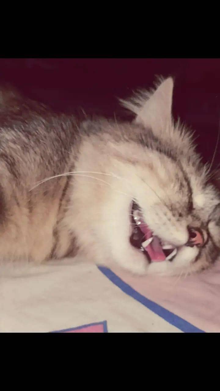 Cat Kitten 11