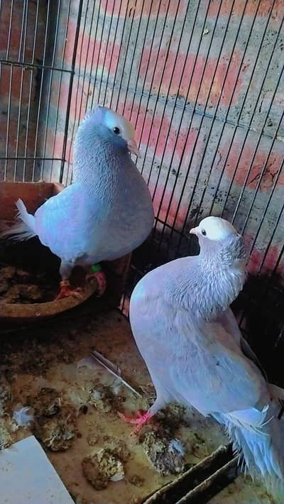 Silver Mukhi Breeder pair