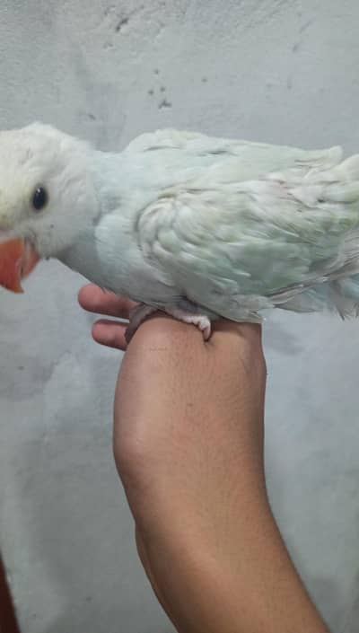 ringneck mutation baby