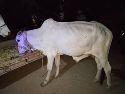 qasai available for 1st eid 2nd eid 3rd eid