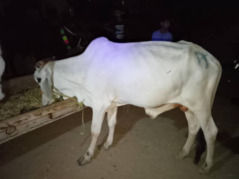 qasai available for 1st eid 2nd eid 3rd eid 1