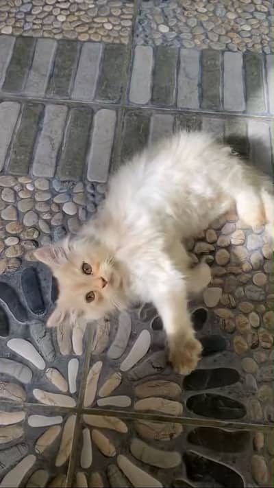 Golden brown Persian kitten, very loving