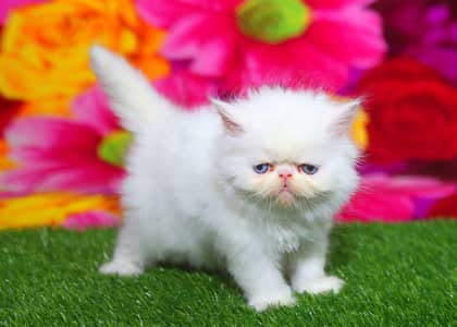 Persian Kittens