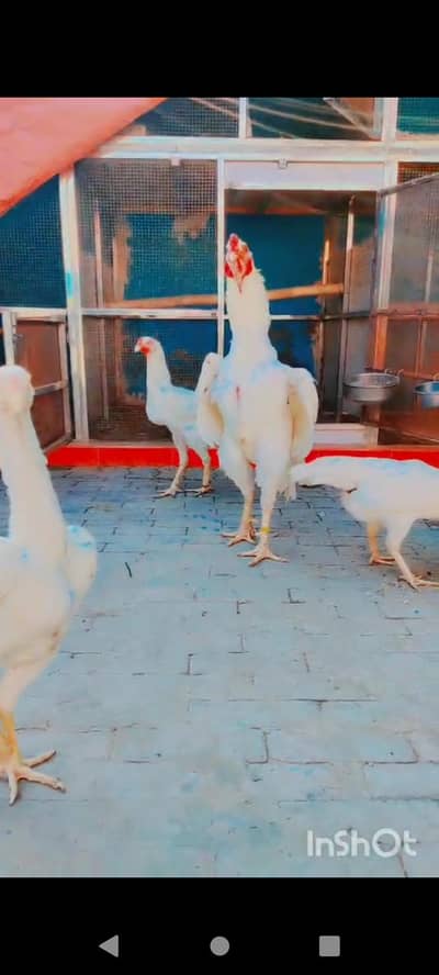 German King Size Shamo chicks