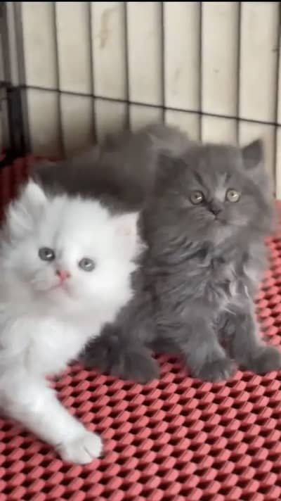 Persian kittens triple coat pair  for sale contact whatsap 03055534678