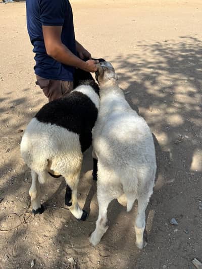 Qurbani Goat | Bakra | Sheep | bakra / بکرا / desi Sheep