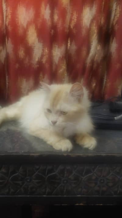Persian cat