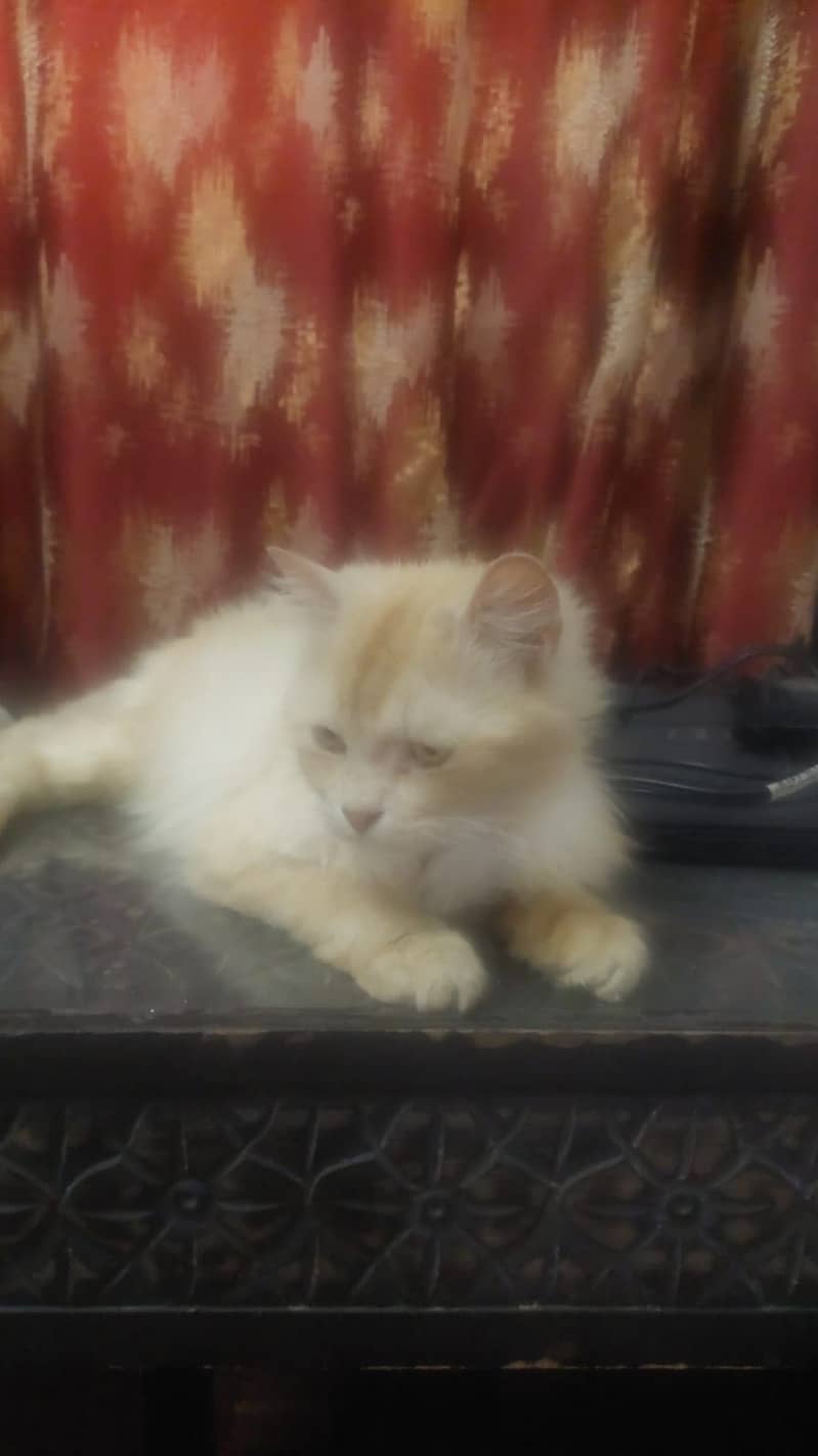 Persian cat 0