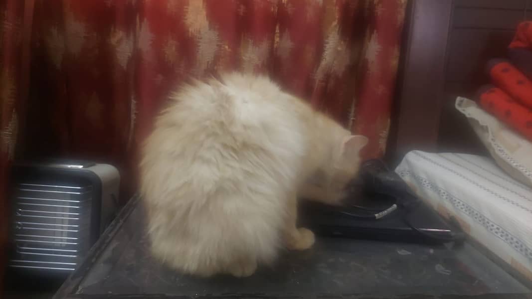 Persian cat 1