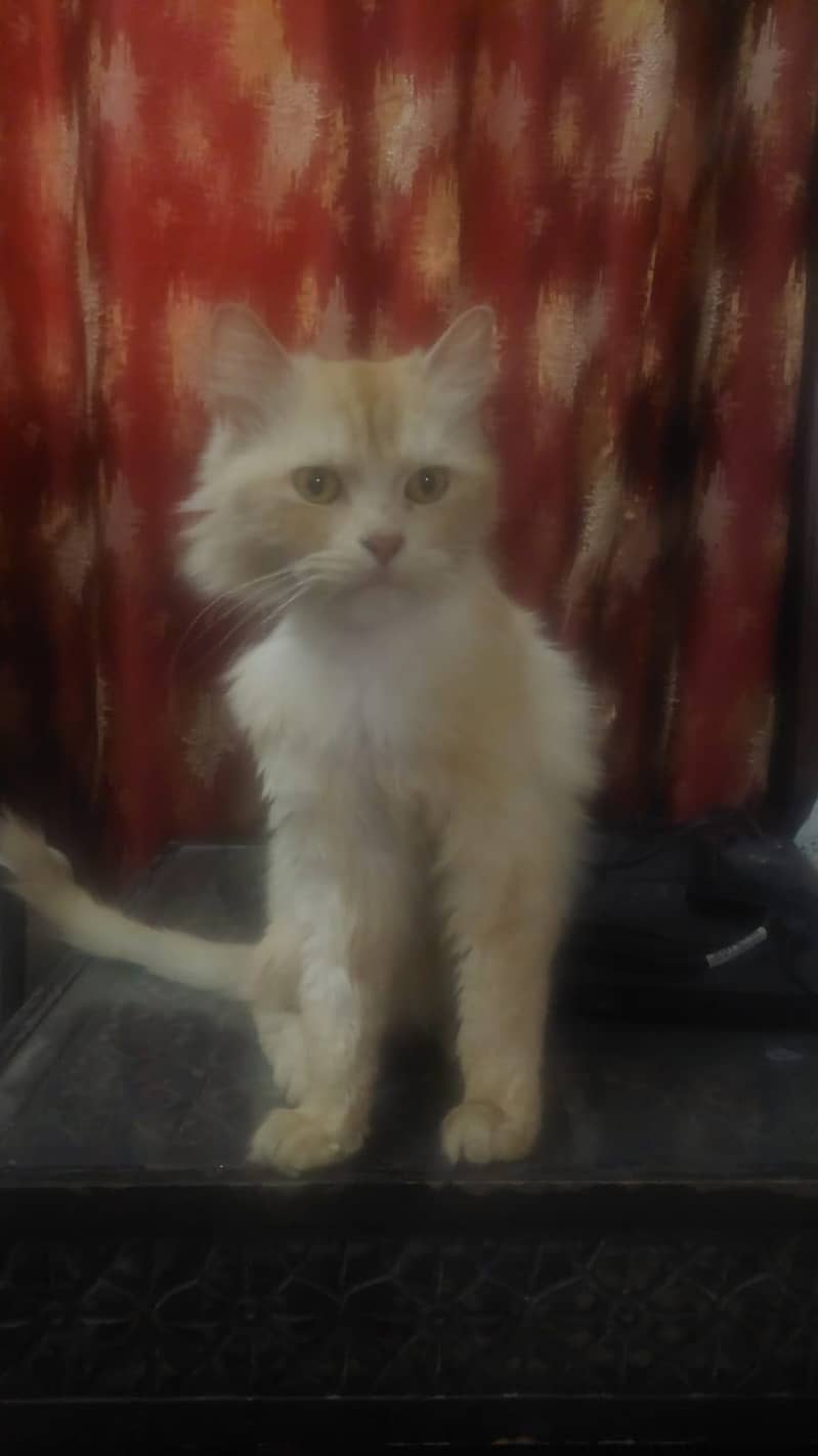 Persian cat 2