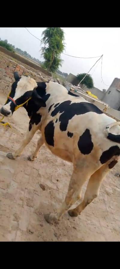 cow for sale