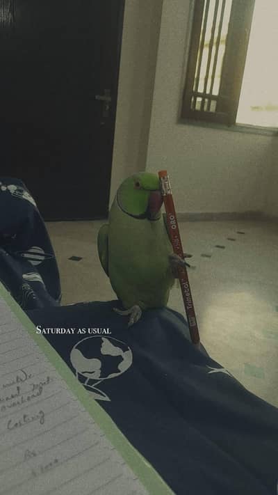 ringneckparrot