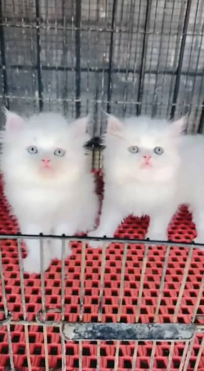 Persian kittens triple coat pair  for sale contact whatsap 03055534678