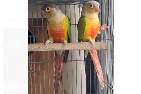 Panapple conure breeder pair | parrot breeder pair | green cheek conu