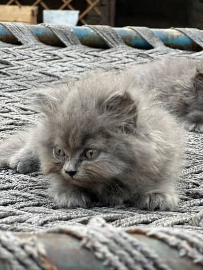 triple coated persian kittens