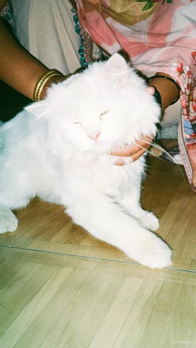 Persian cat