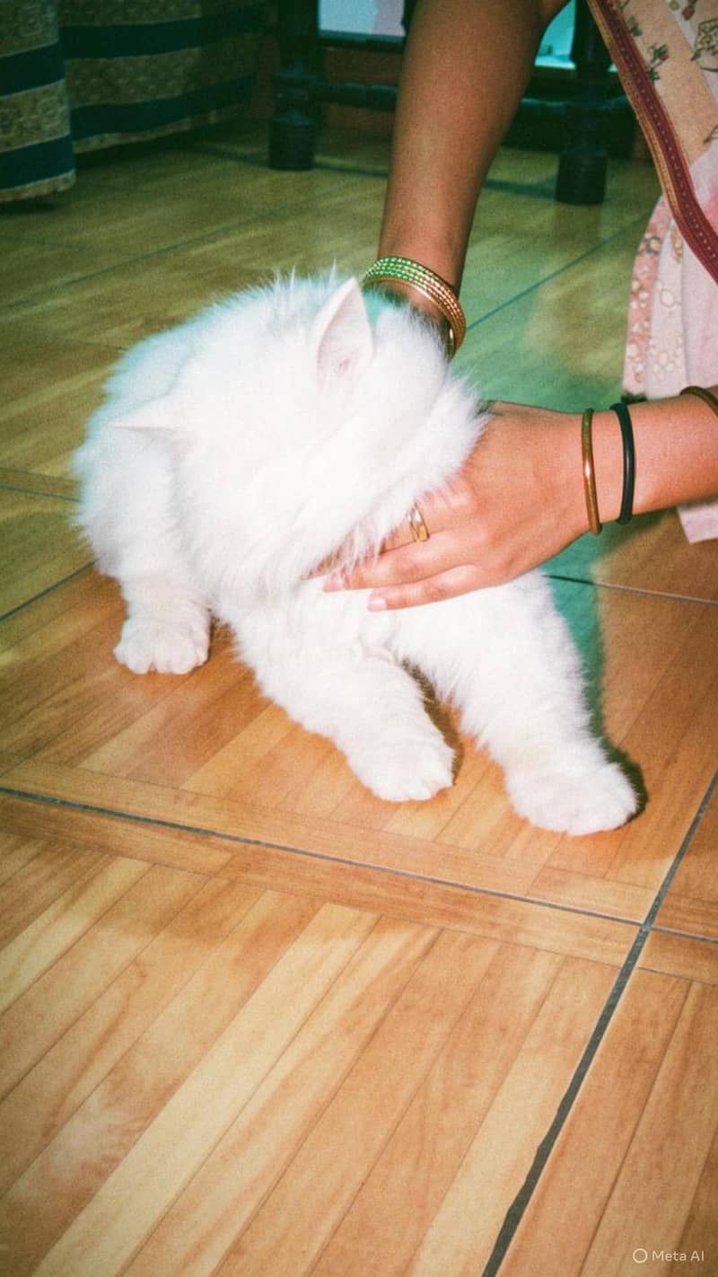 Persian cat 1