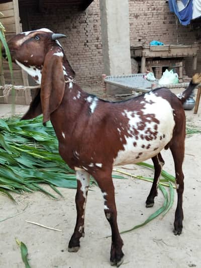 Qurbani Goat