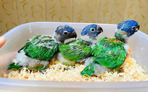 Red Collar lory for sale (cockatoo) (grey parrot) (parrot) (bird)