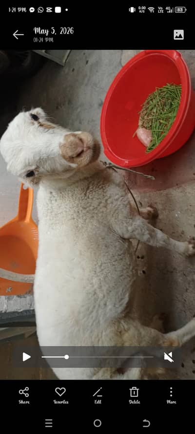 4 month sheep baby