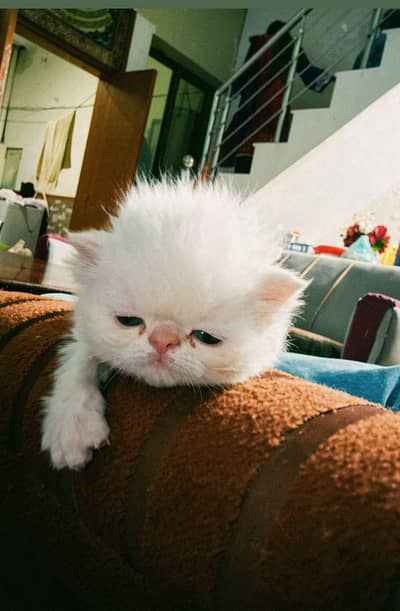 Peki Kittens